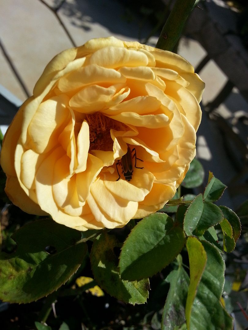 antique artistry photo 20130622_165112_zps854309f4.jpg